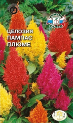 Семена Целозия Пампас плюме, фотография