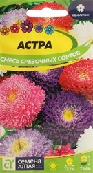 Семена Астра коготковая Бирма, крупный план