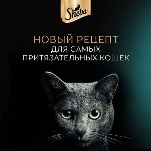Корм консервированный для кошек SHEBA Нежный паштет в желе Лосось, 75г, картинка