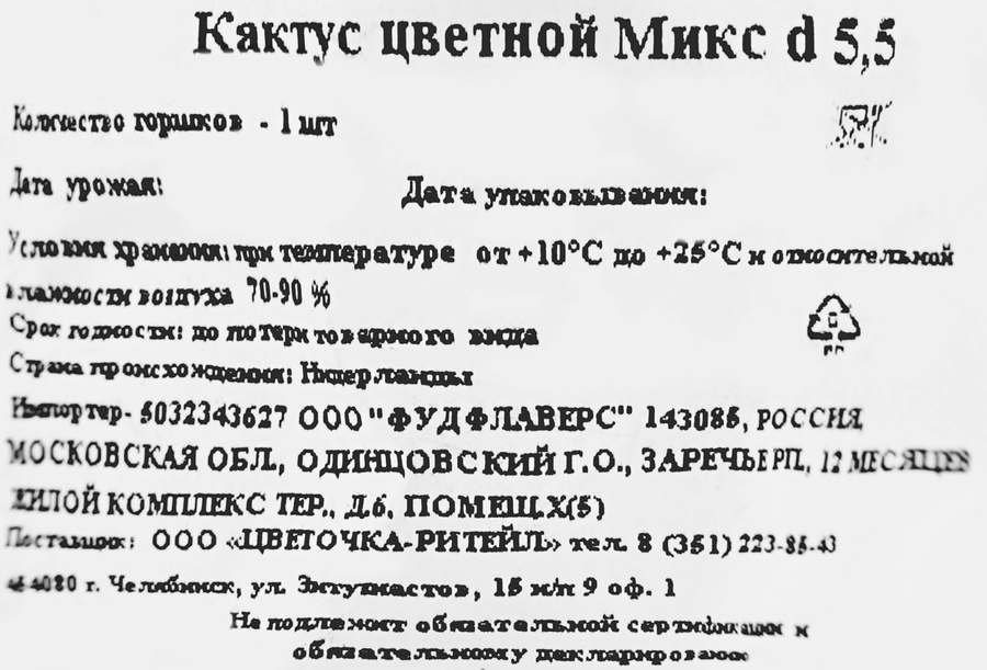 Кактус цветной d=5,5см, микс, предпросмотр