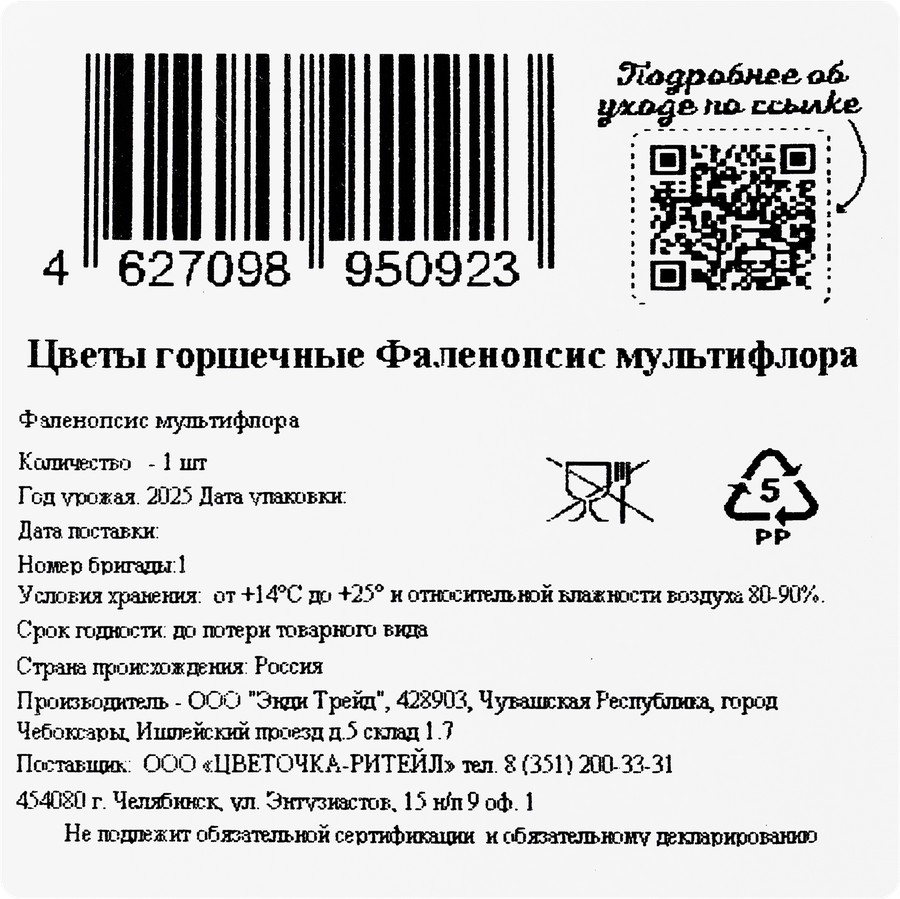 Растение горшечное Фаленопсис мультифлора, предпросмотр