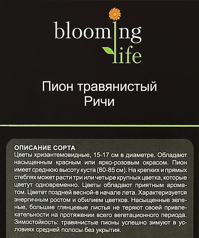 Пионы микс, предпросмотр