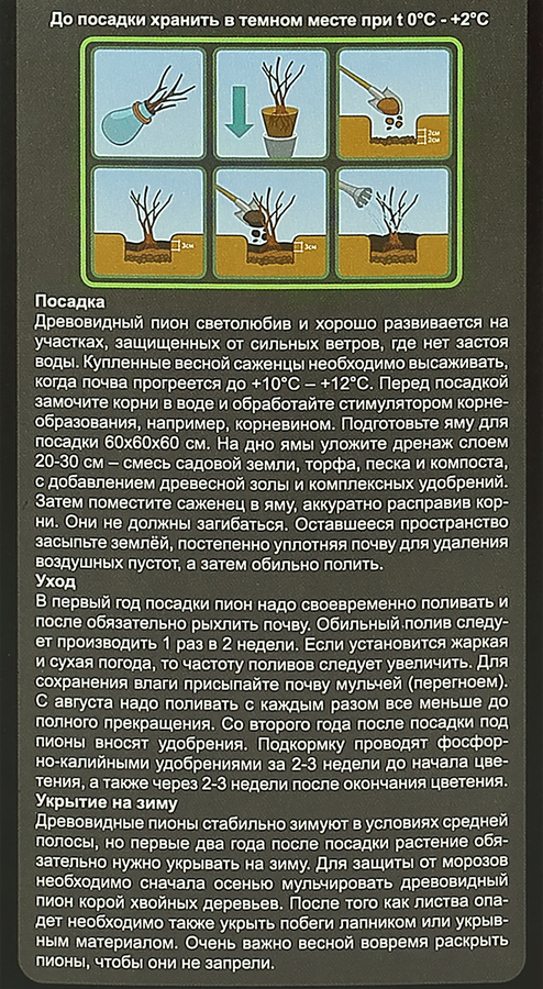 Пионы микс, предпросмотр